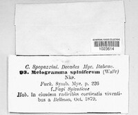 Melogramma spiniferum image